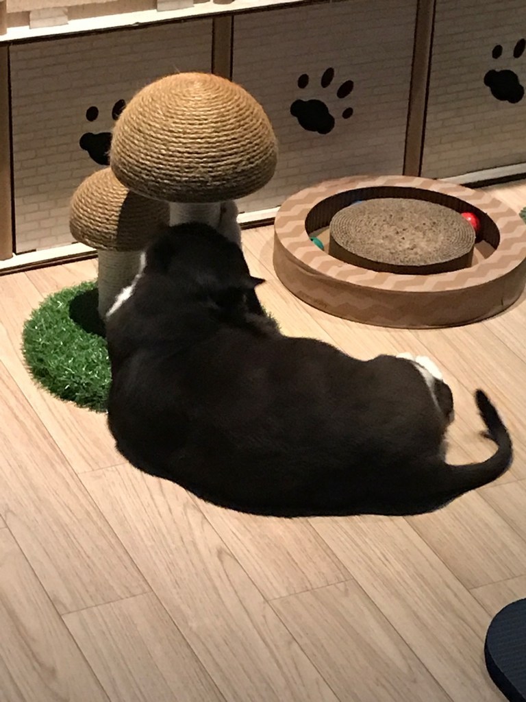 리빙듀오 쁘띠 버섯 고양이 스크래쳐