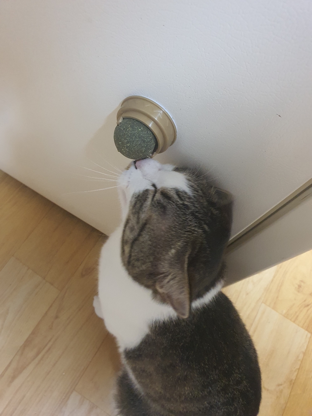 [뚠꼬샵] 캣닢 마따따비 사탕 볼 고양이 스트레스 해소 장난감