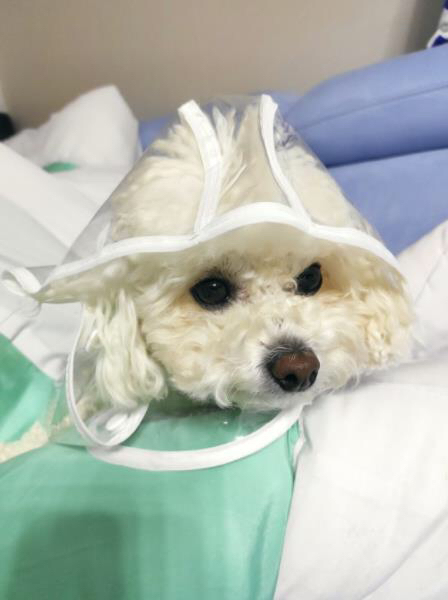셀인몬 슬개골 부담없는 강아지 우비 레인코트 반려동물 패션용품 우의 소형견 중형견 산책 방수 올인원 리뷰후기