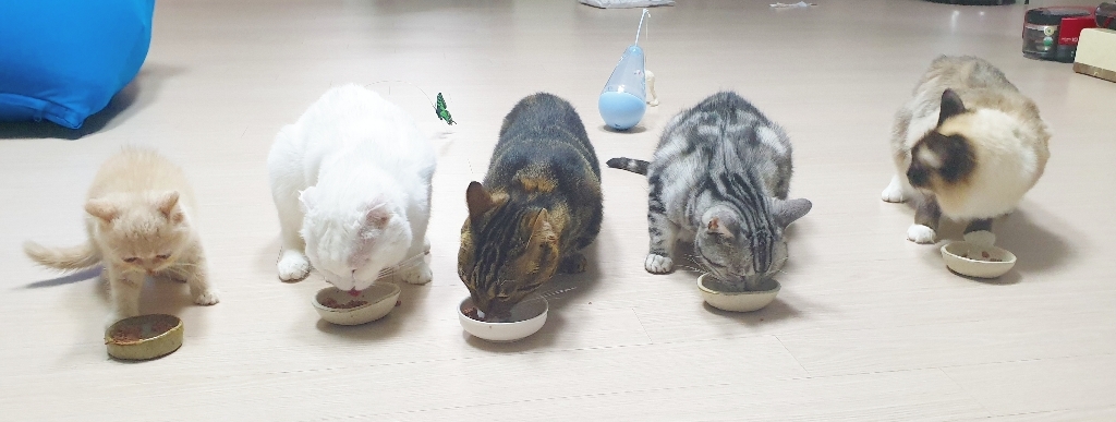 동원 뉴트리플랜 고양이 습식 대용량 캔 96개 맛별 골라담기 리뷰후기