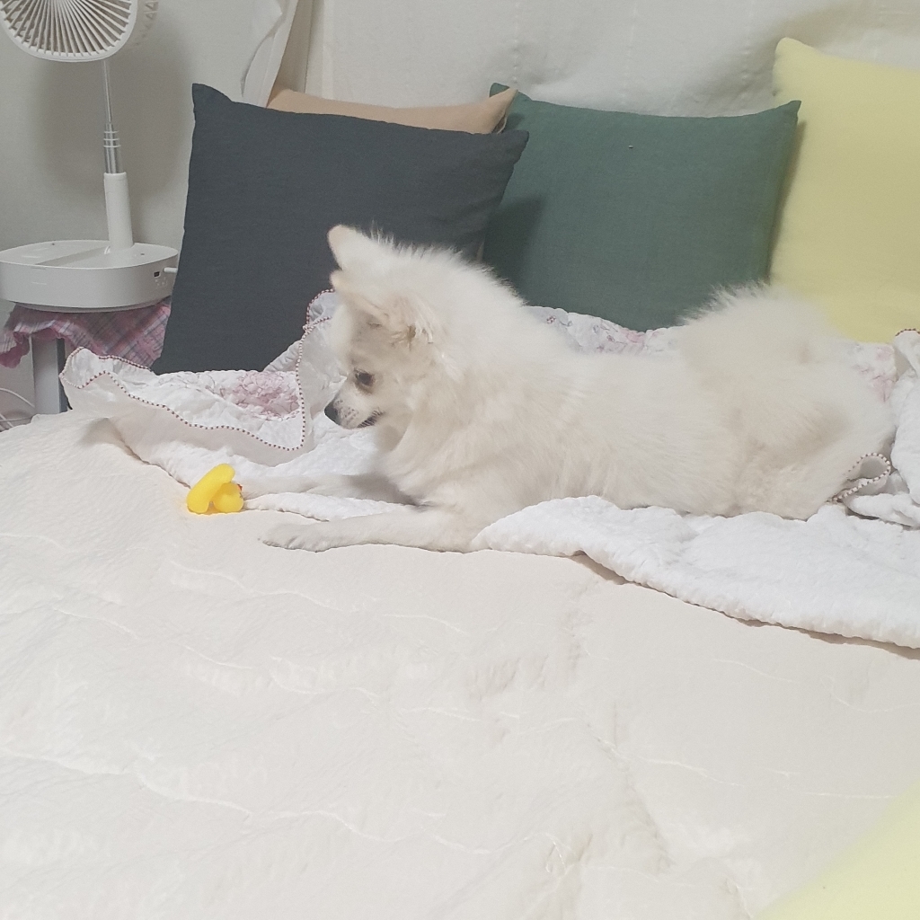 딩동펫 오리 형제 라텍스 토이 5종