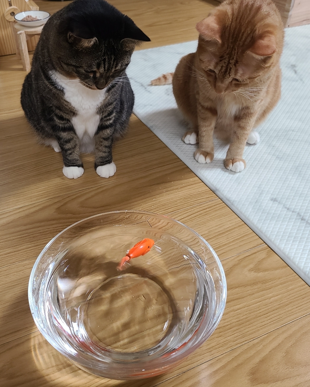 펫디아 로봇 물고기 고양이 장난감 리뷰후기