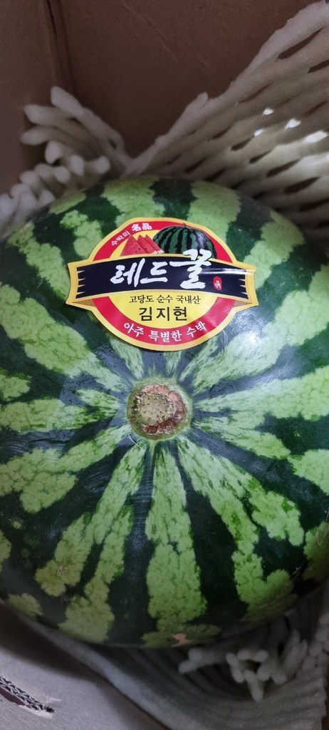 황금열매 하우스 수박