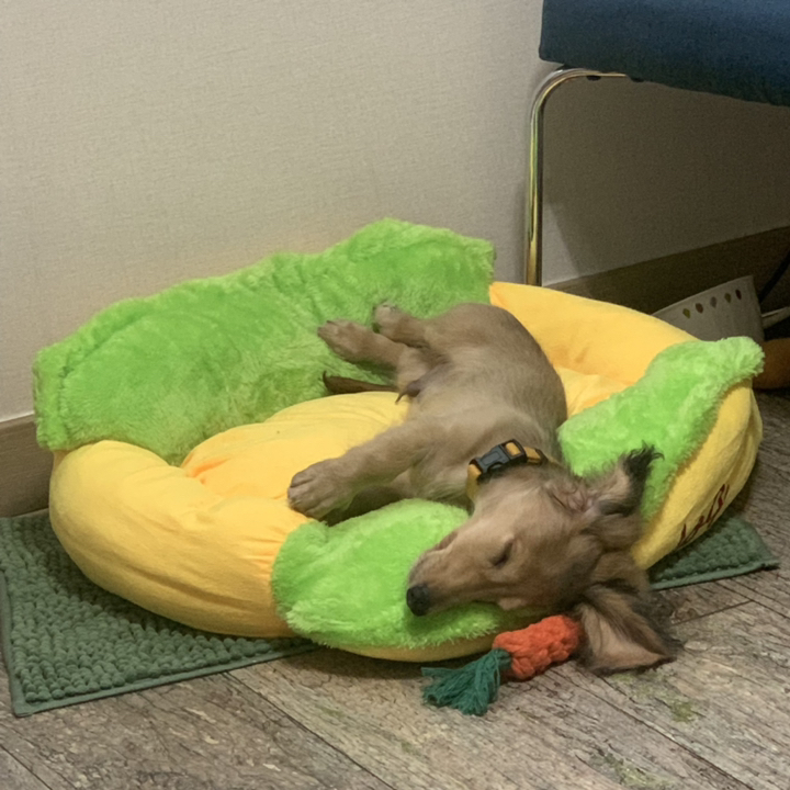 반려동물 핫도그 쿠션 방석