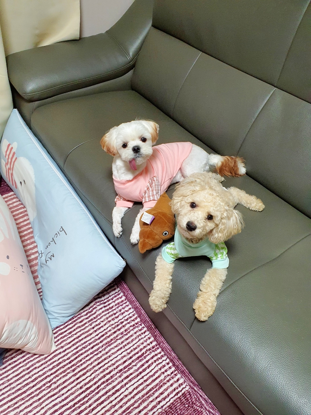 마이바우 반려동물 심플체크소매 티셔츠