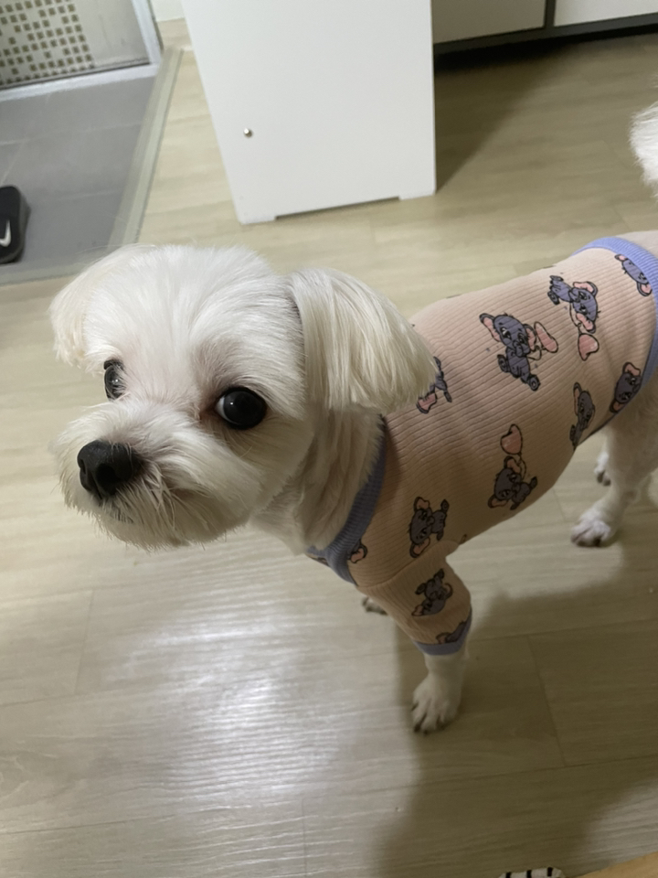 사랑스러운 베베티셔츠 강아지옷 사계절 실내복
