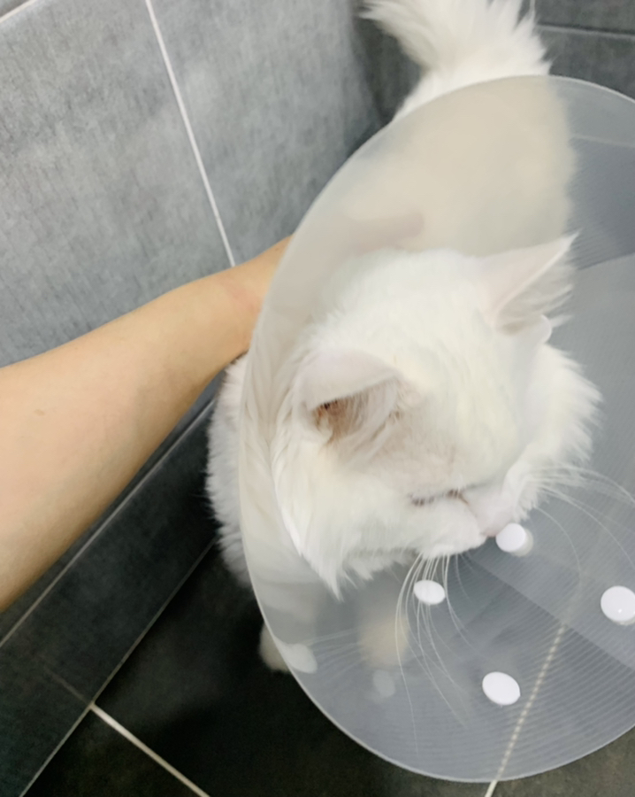 제제펫 심플 골드링 반려견 목보대