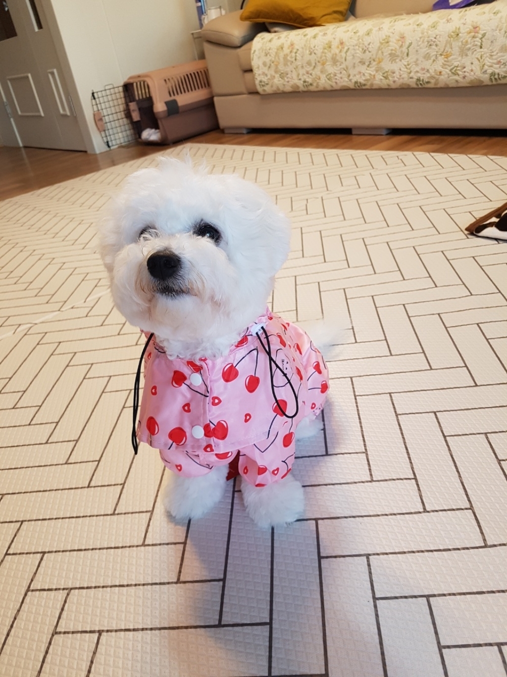 펫라이엇 강아지옷 분리형 판초 우비 레인코트 비옷
