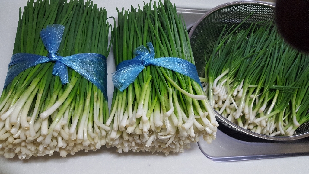 달인이 다듬은 깐쪽파 흙쪽파 1단 기장 보성