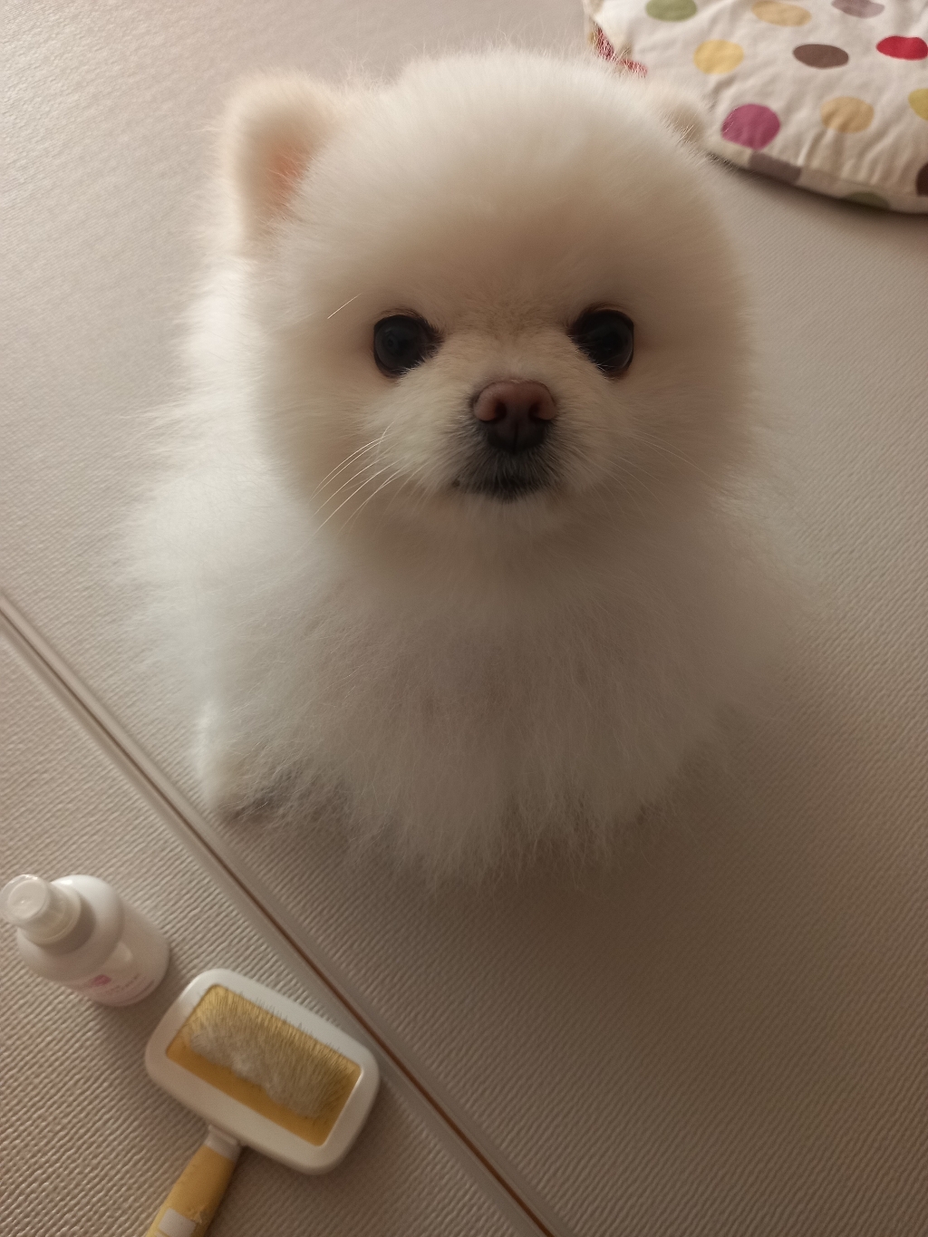 바름 반려동물 마누카 보습제 미스트