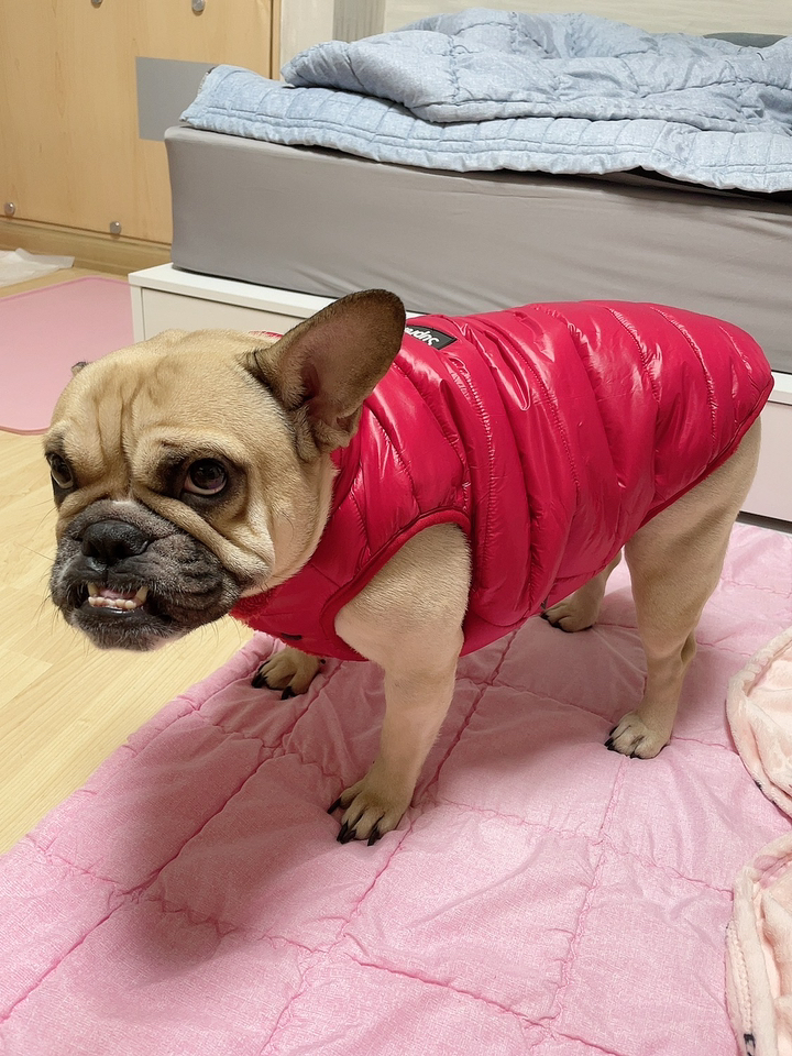 도그아이 슈프림 패딩 강아지옷