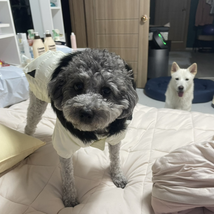 바이담수미 보드복 강아지 패딩