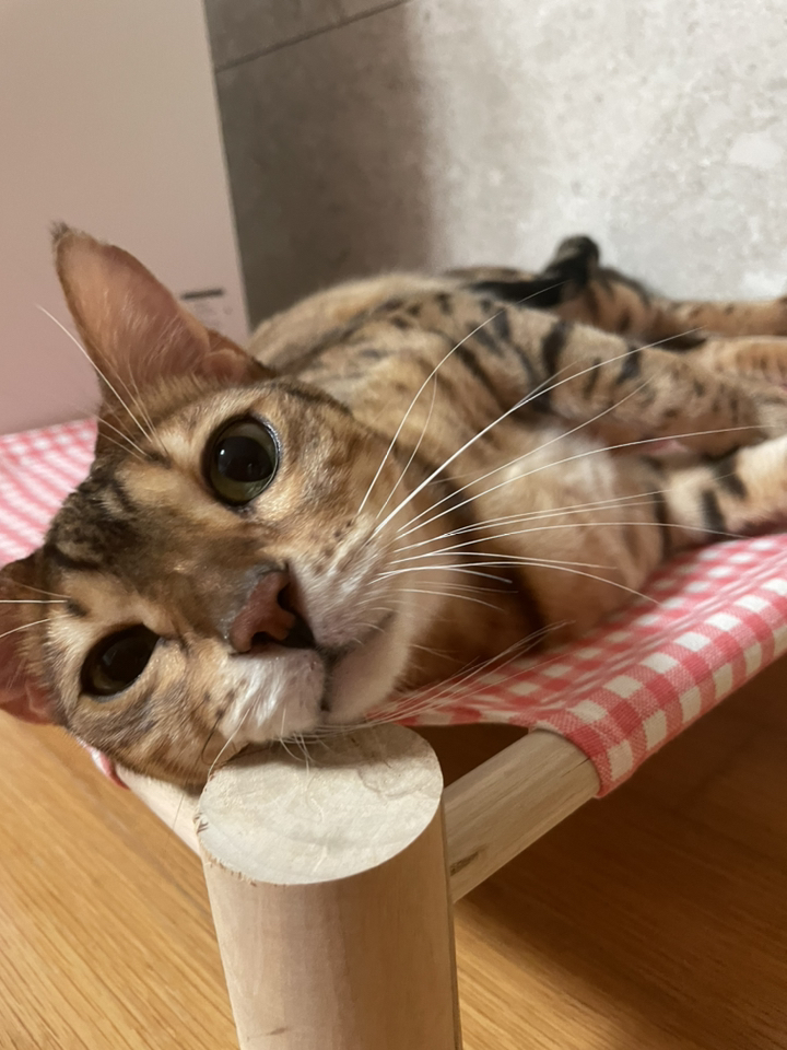 피카부 고양이 윈도우 해먹 가성비 캣타워