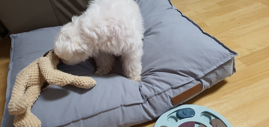 요기쏘 반려동물 프리미엄 컴포트 쿠션