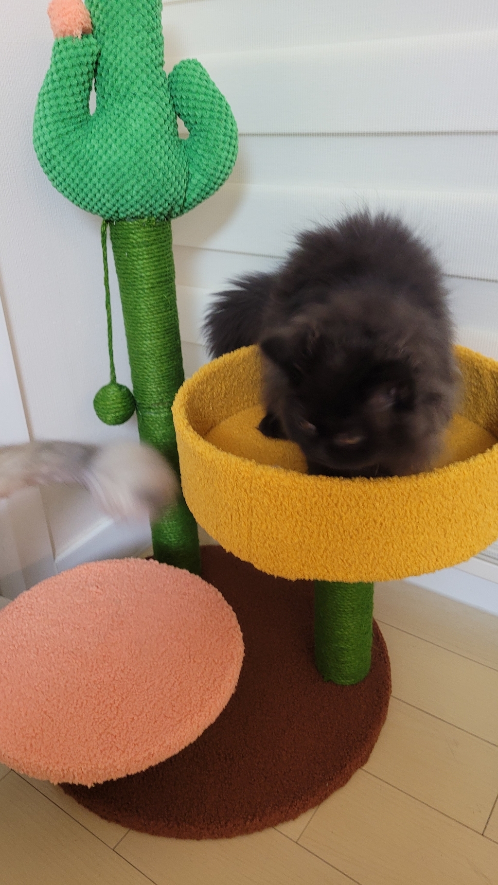 []5H펫 미니 버섯 고양이 스크래쳐 캣타워  나비 넥타이