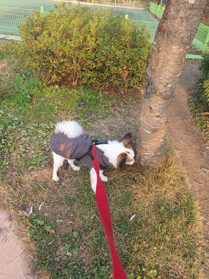모즈펫 강아지 패딩 하네스 부드러운 찍찍이 2X