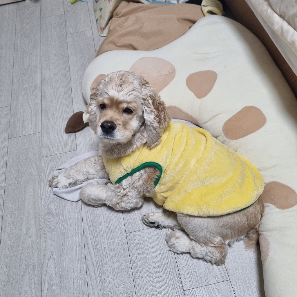도그아이 강아지 후르츠 베스트