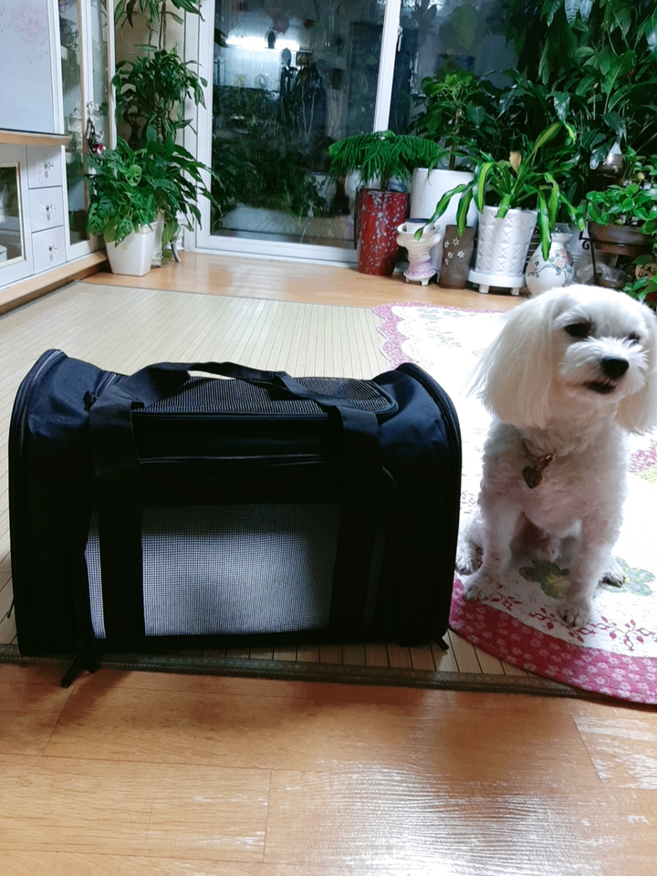 생활공식 4중 오픈 반려동물 이동가방