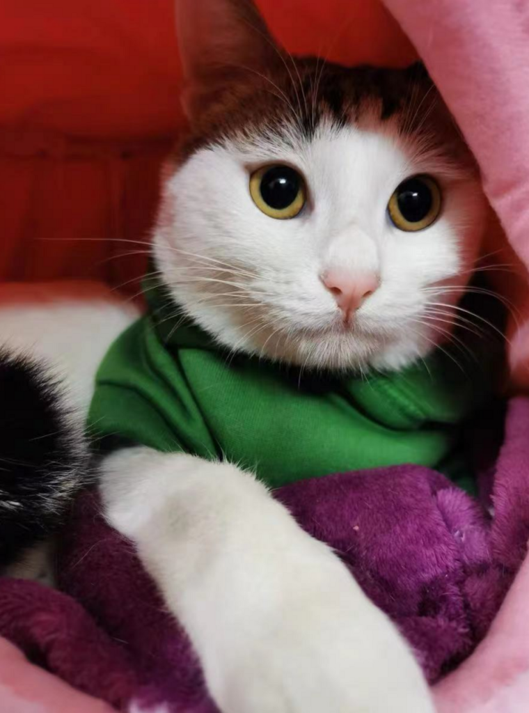 Nuoou 반려동물 고양이 강아지 겸용 동글이 하우스 사계절 리뷰후기