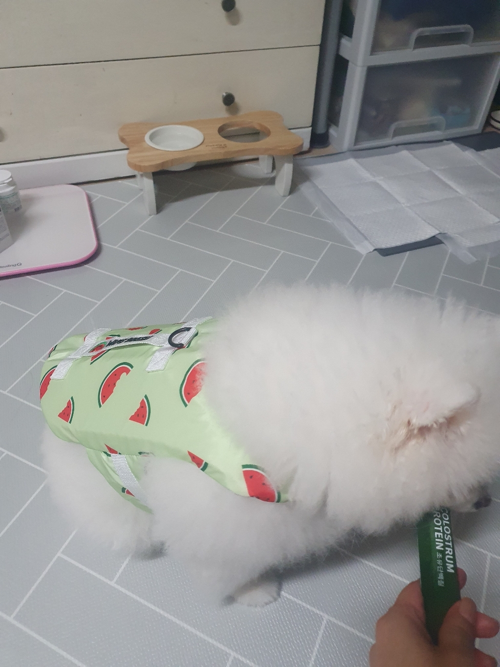 닥터바이 초유단백질 강아지 면역력 근력개선 영양제
