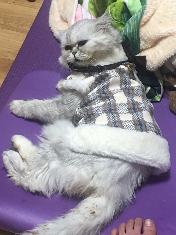 강아지 점퍼 하네스 고리가 있는 동복 선물 댕댕이 외출용 세꾸미대행 리뷰후기