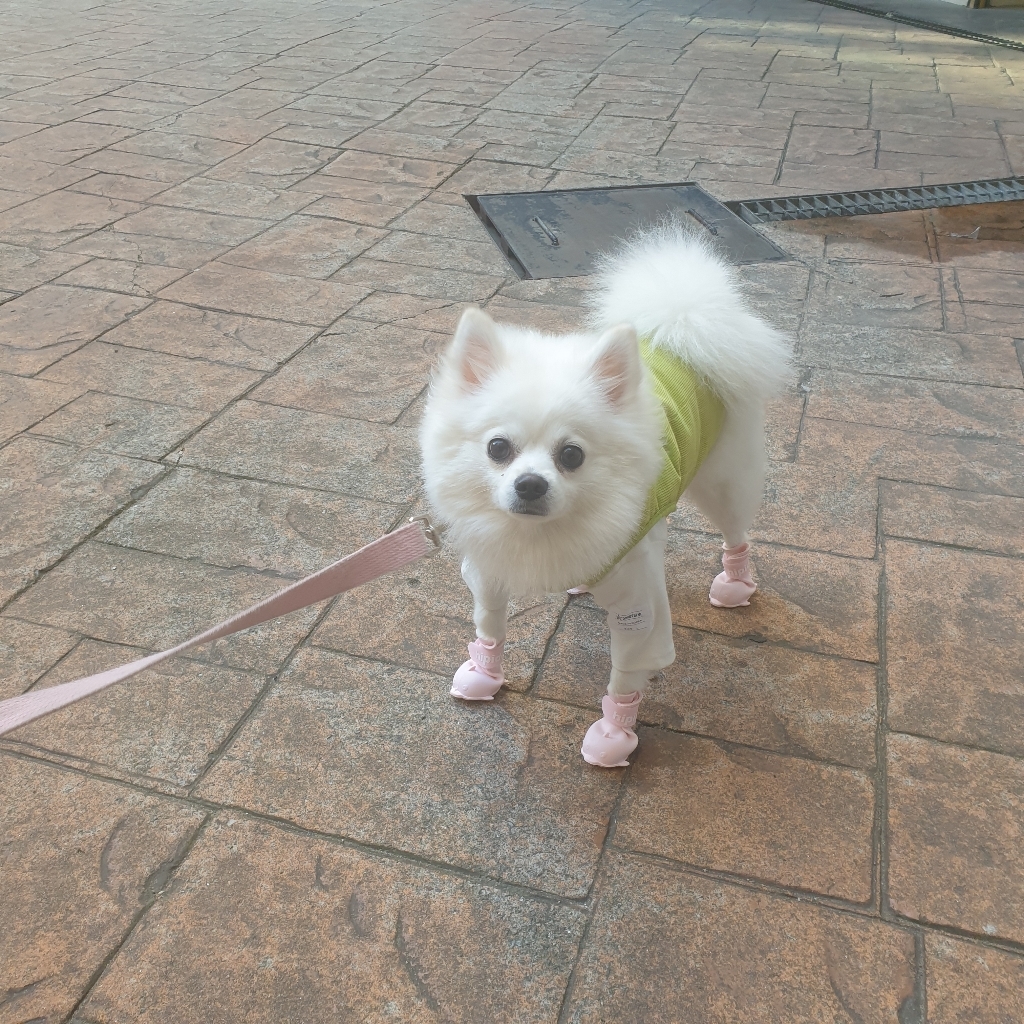 파스텔펫 반려동물 고래 레인부츠