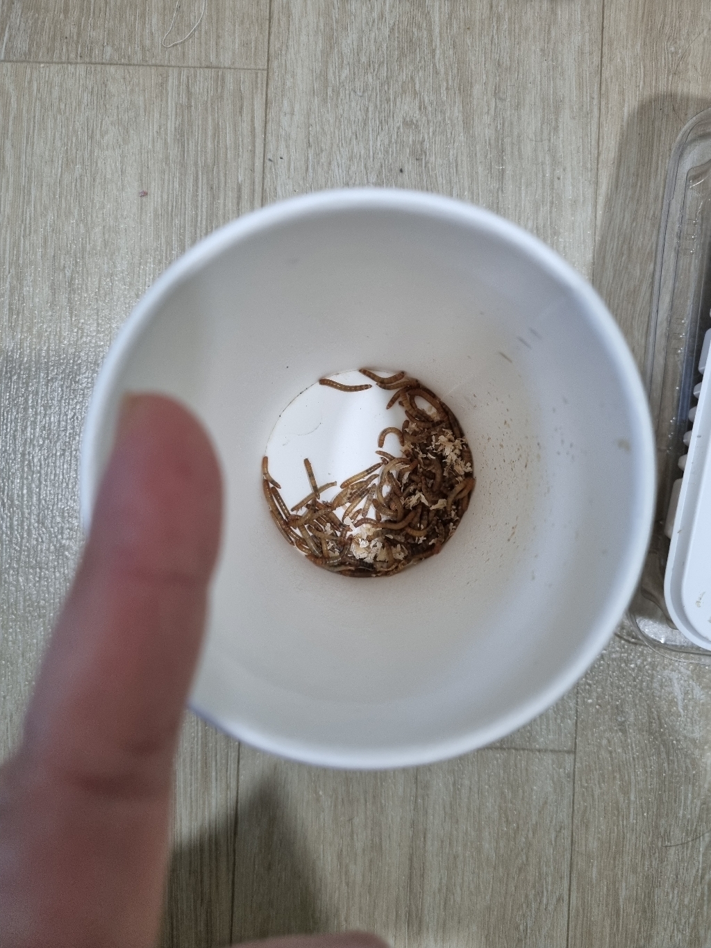 [특별행사] nb밀웜 살아있는 밀웜 - 일반밀웜 슈퍼밀웜 버팔로웜