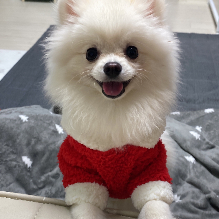 도기코디 강아지 루돌프 산타 후드티