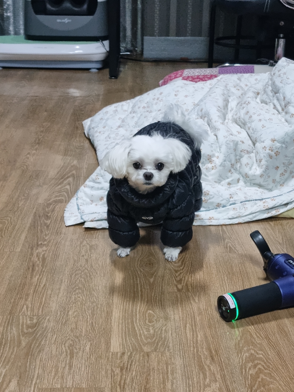 퍼피엔젤 반려동물 ANEER 고프레 패딩 여아용