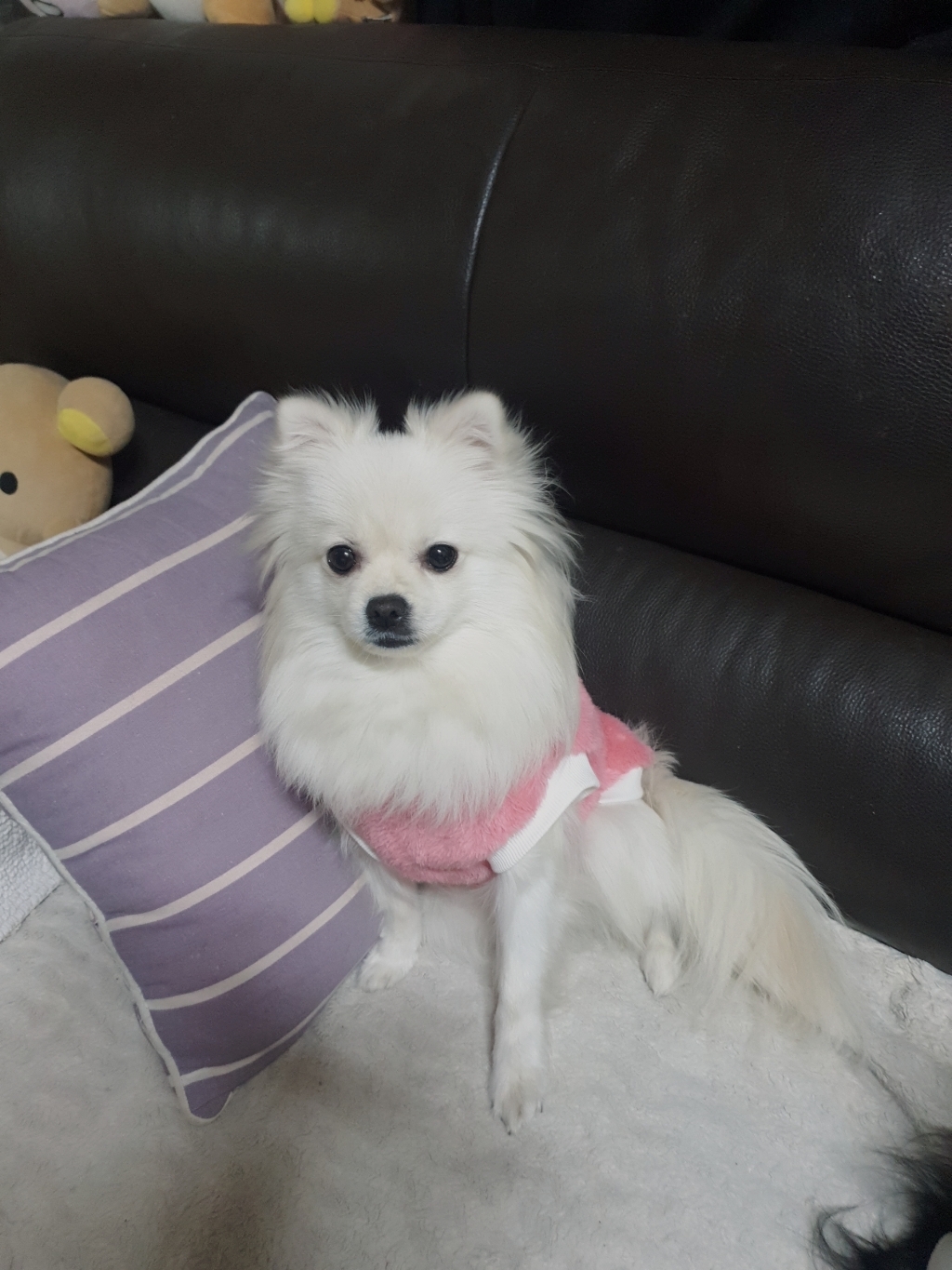 코코스튜디오 강아지옷 고양이 보송 파스텔 티셔츠
