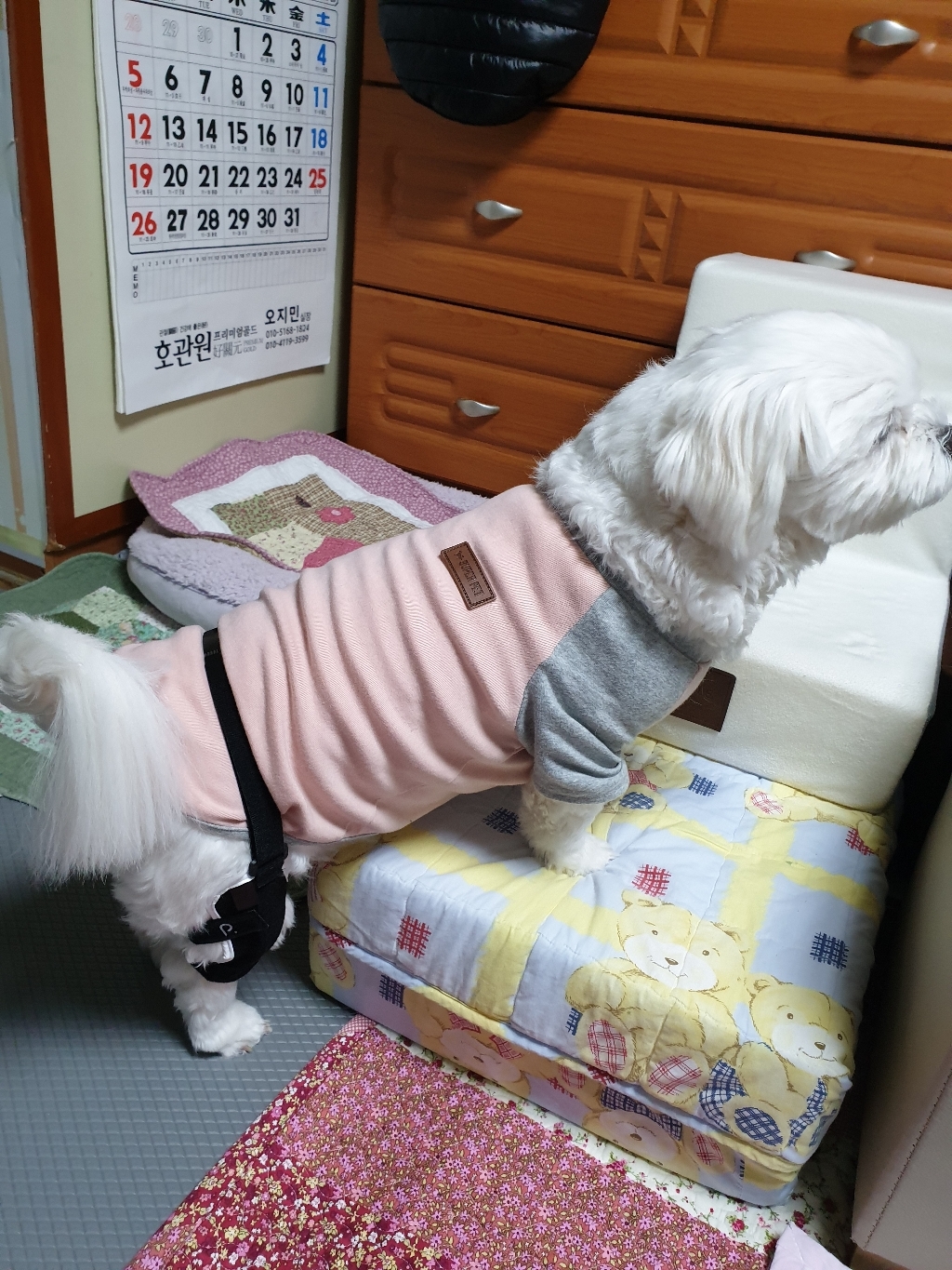 포베오 반려동물 슬개골 보대 오른쪽 2단계