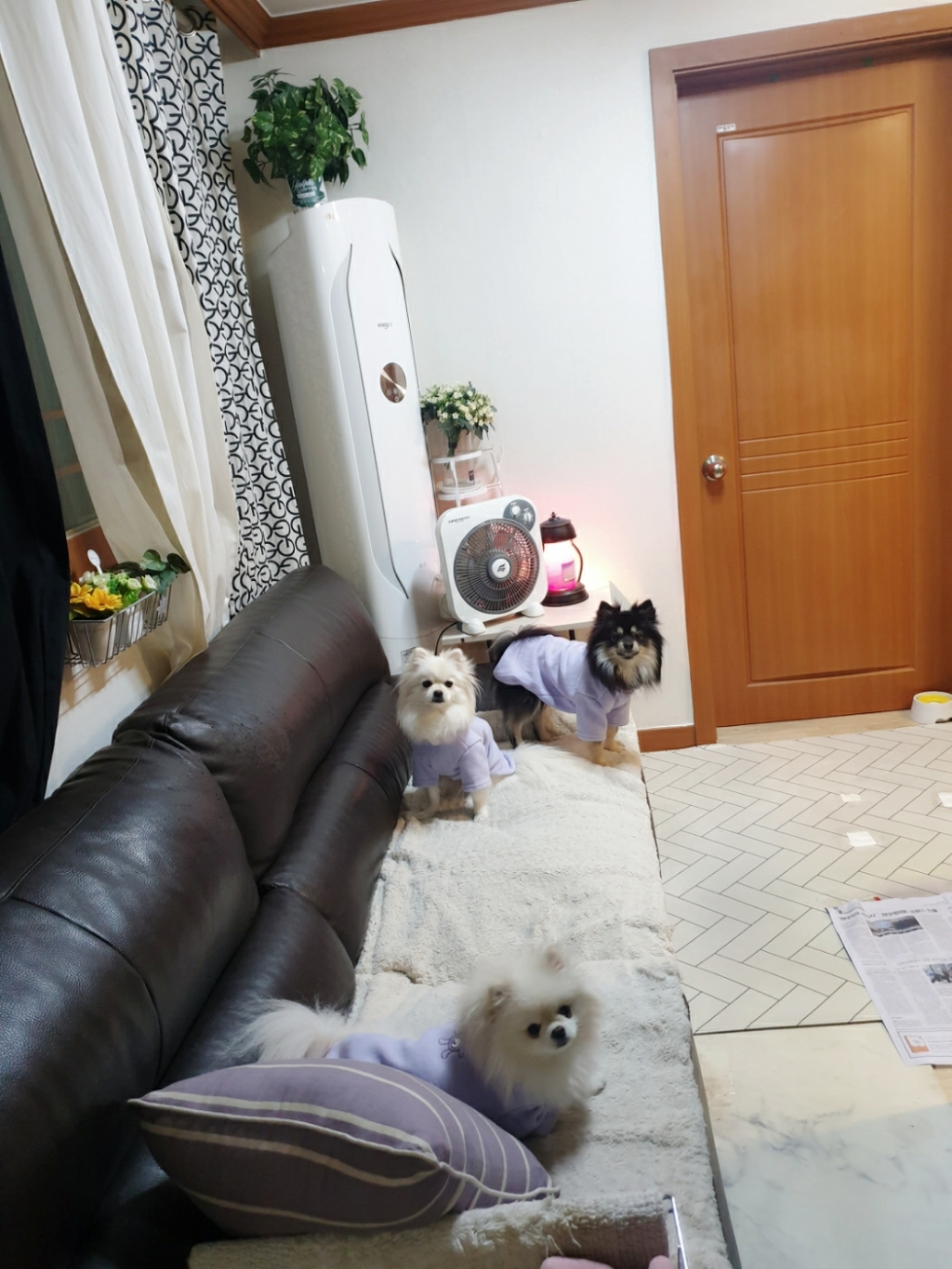 코코스튜디오 강아지옷 고양이 데일리 폴라 티셔츠