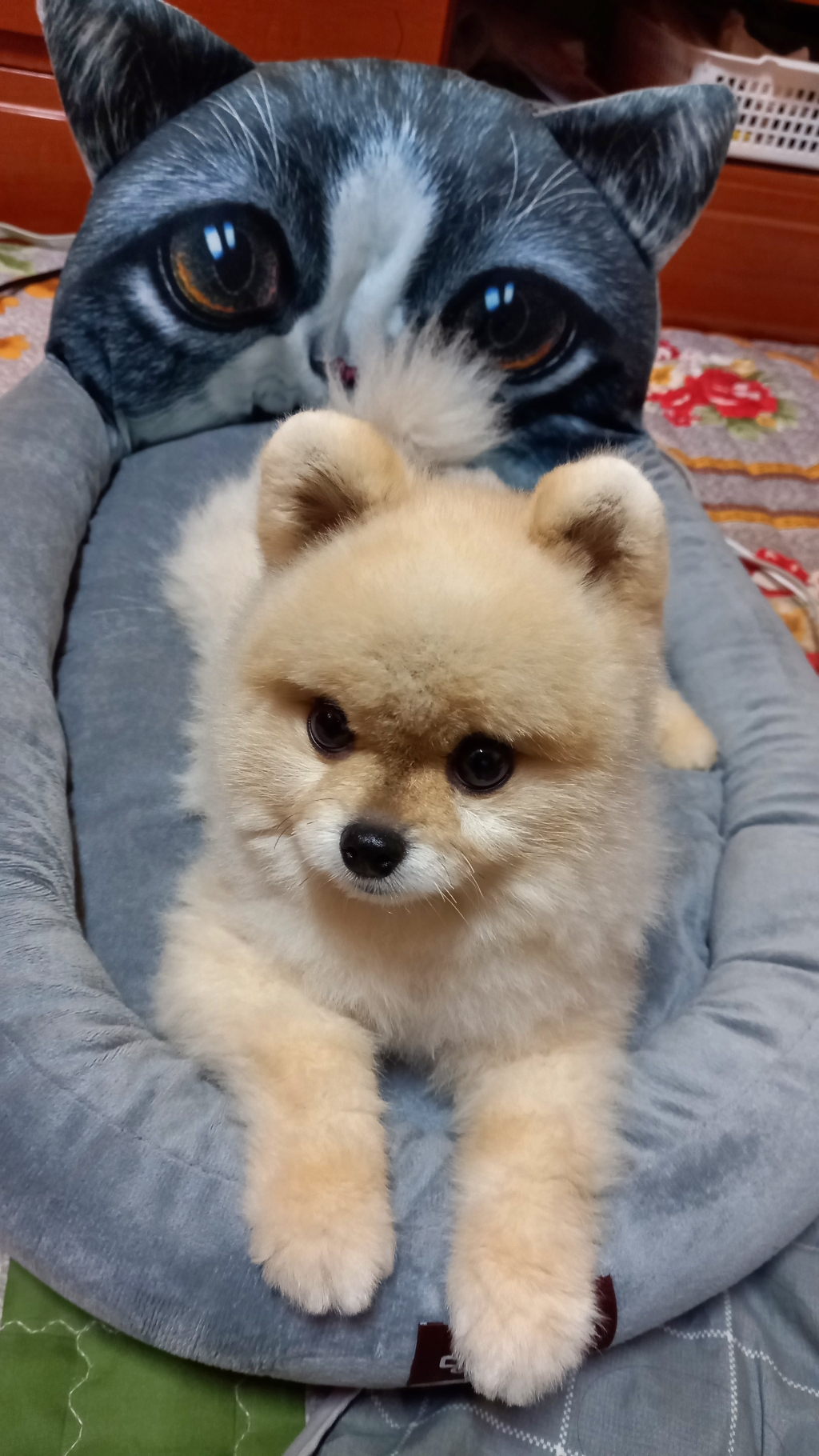 멍냥 반려동물 3D 프린트 마약침대 쿠션