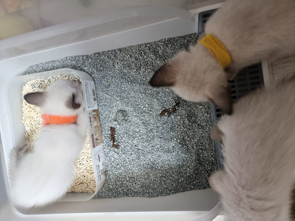 크르와 고양이 모래삽 사료스푼