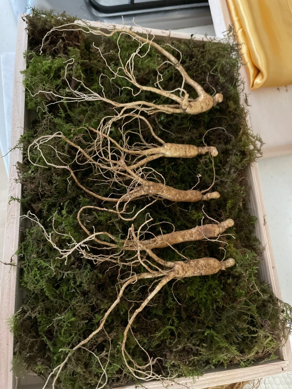 [산삼이야기] 산양삼 산삼 산양산삼 장뇌삼 설선물 부모님선물 지인선물 추천 원기회복 년수선택 6년 8년 10년 12년 15년 자연산 산삼 야생삼 명절선물 선물추천 산지직송 고급포장