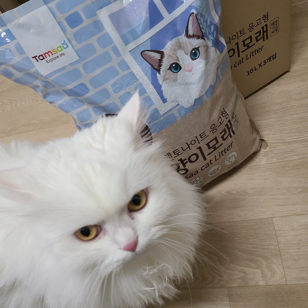 탐사 벤토나이트 고양이 모래 베이비 파우더향