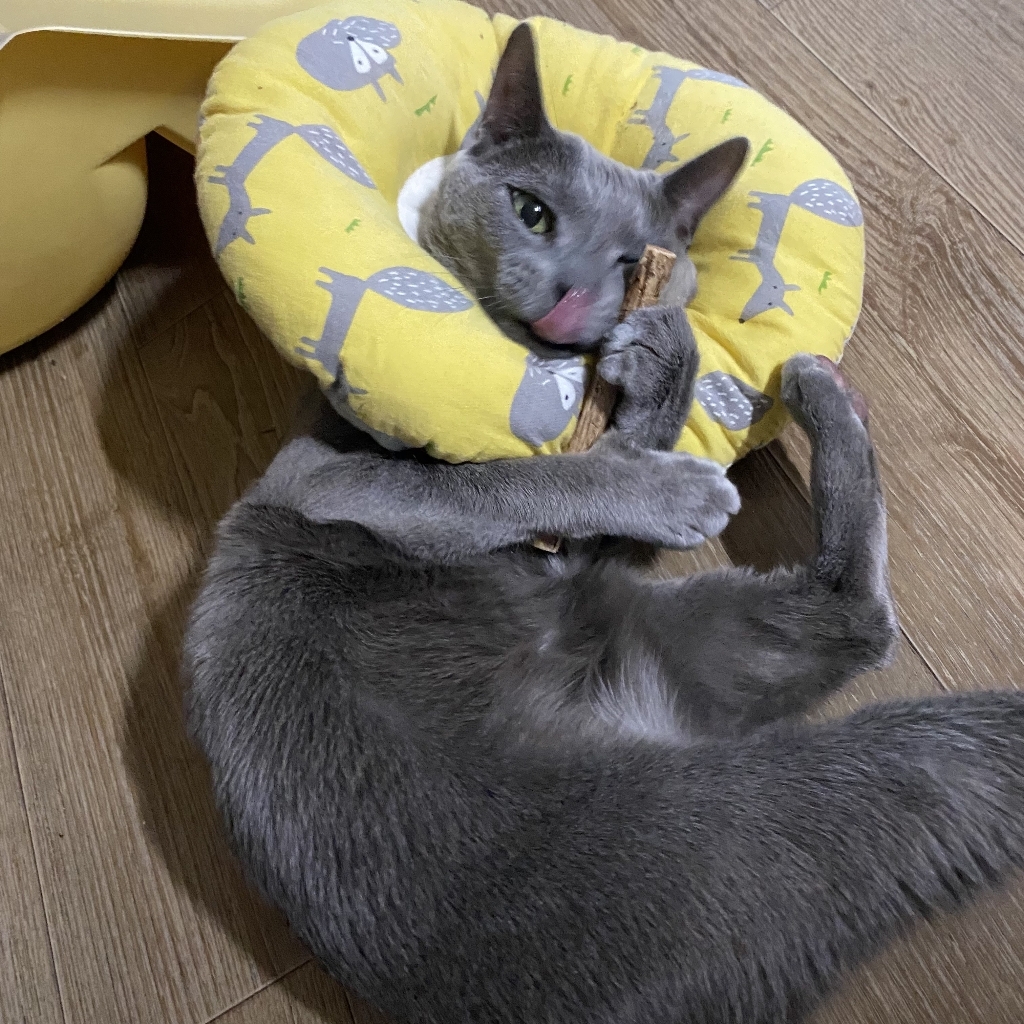 힐링타임 고양이 마따따비 막대 리뷰후기