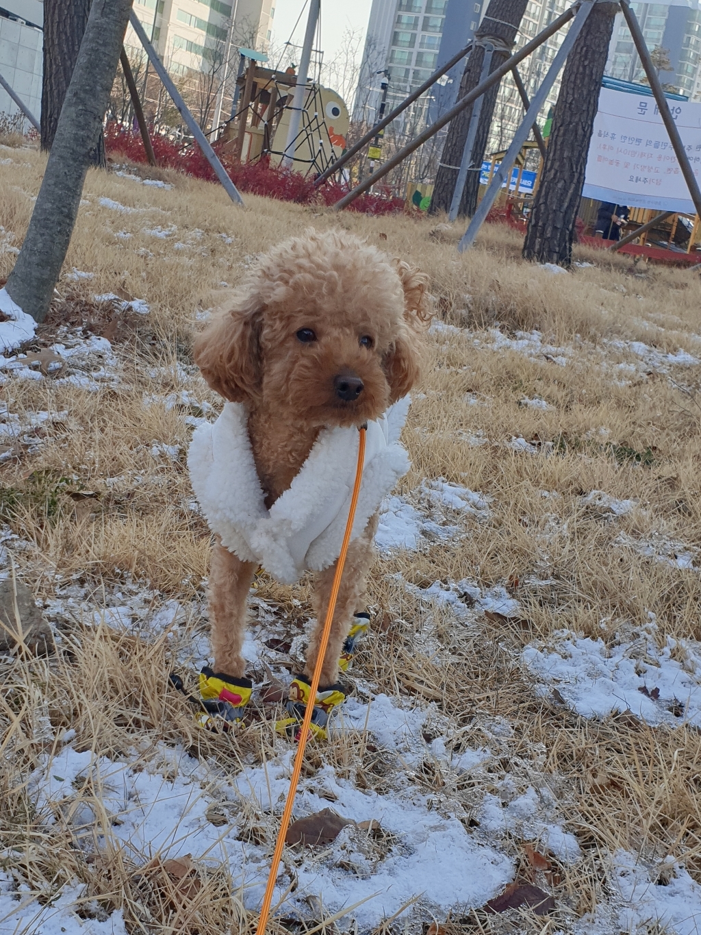 아띠지기 강아지 스트롱 리드줄
