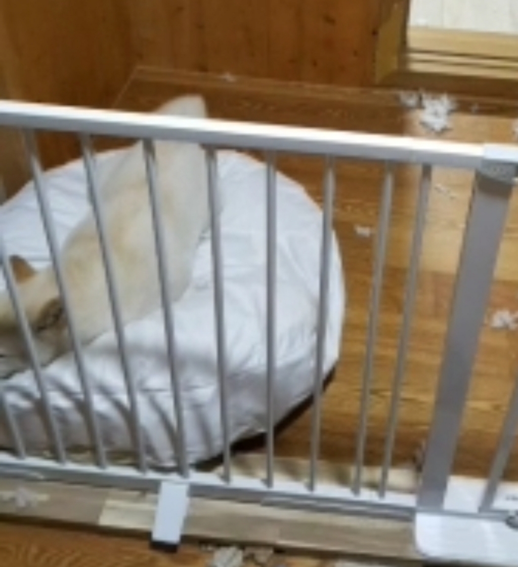 메이크잇 애견 마약 방석 쿠션