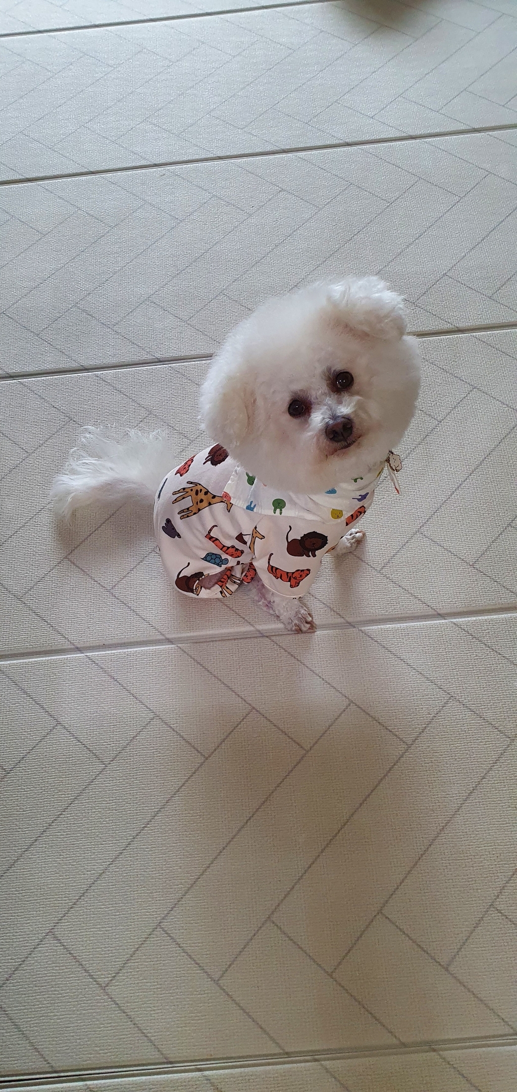 코코스튜디오 강아지옷 데일리 봄옷 냥이 올인원