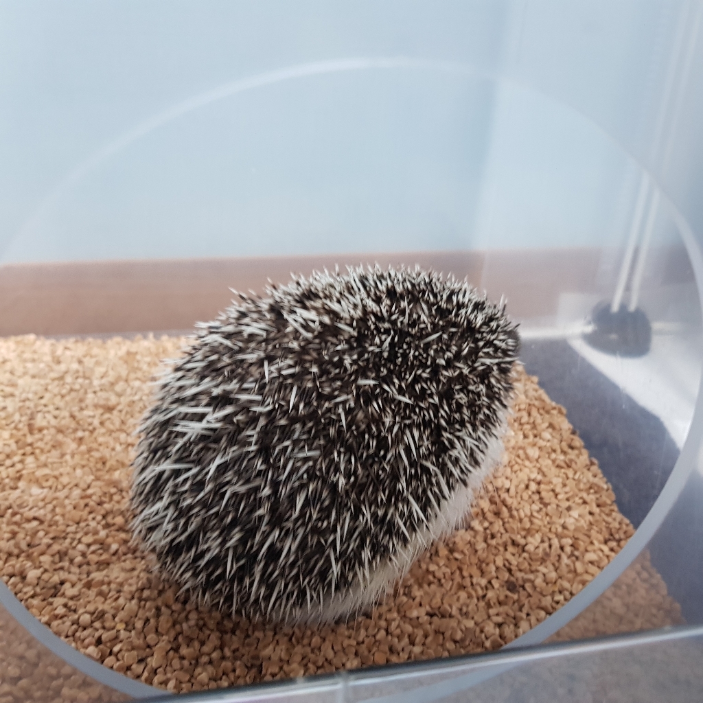 피노마켓 응모함 아크릴 상자 대
