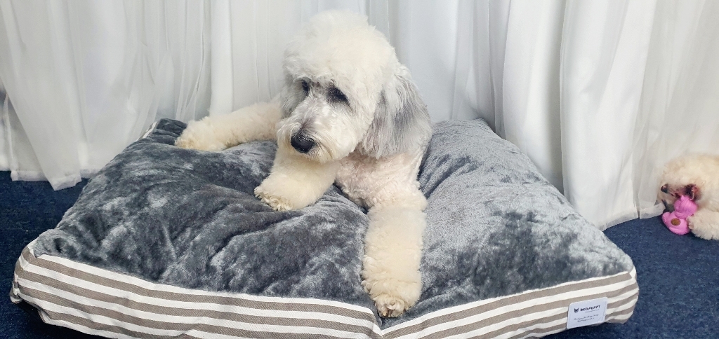 강아지방석 고양이 애견 대형견 방석 원형 사각 쿠션