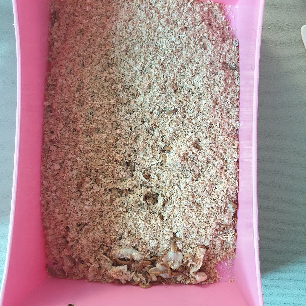 통통밀웜 밀기울