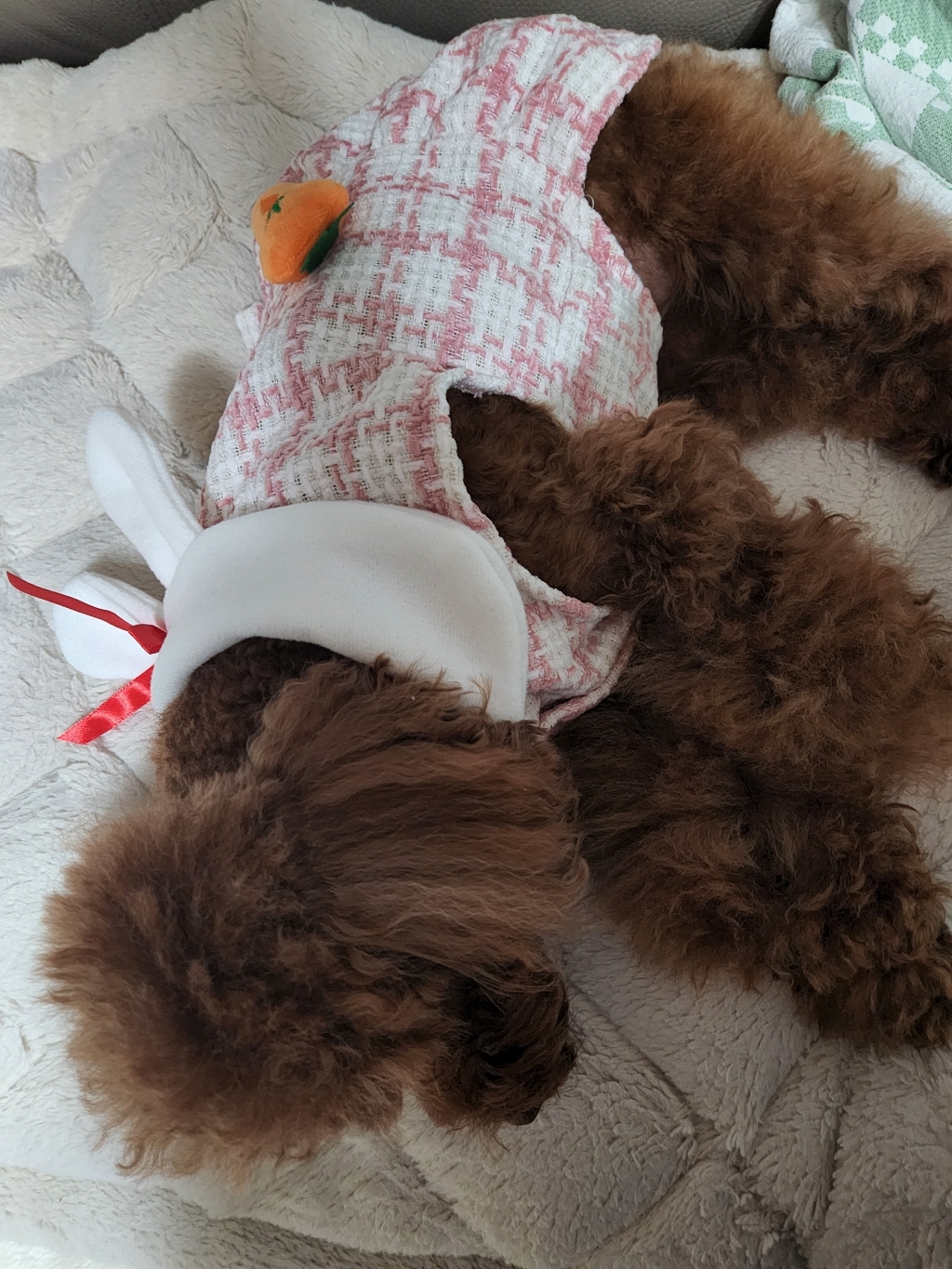딩동펫 반려동물 토끼 트위드 원피스