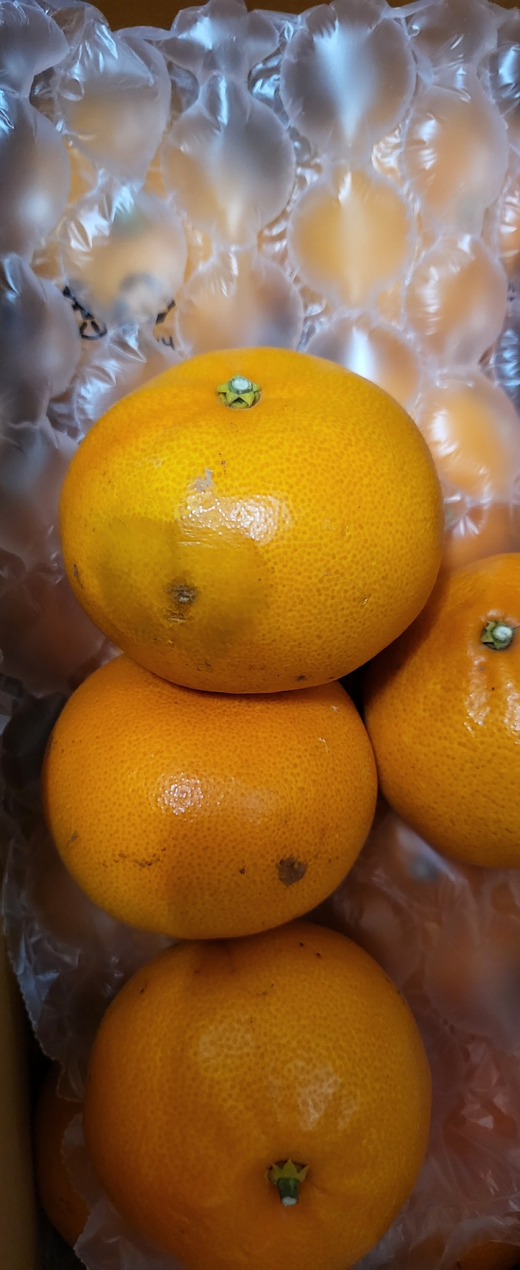 [제주의맛] 새콤달콤 천혜향 산지직송 선물용 가정용