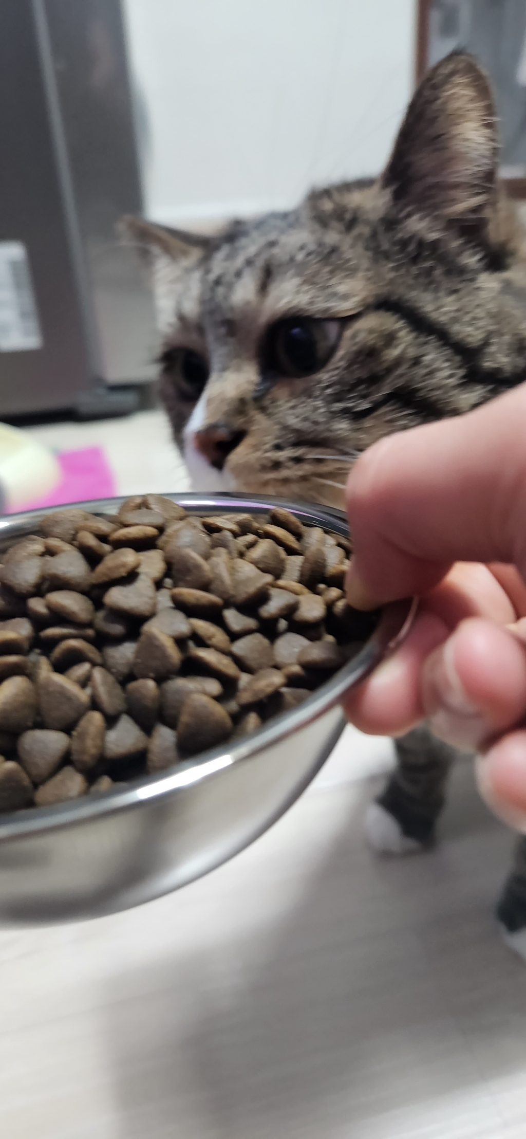 ANF 식스 프리 인도어 어덜트 고양이 사료 리뷰후기