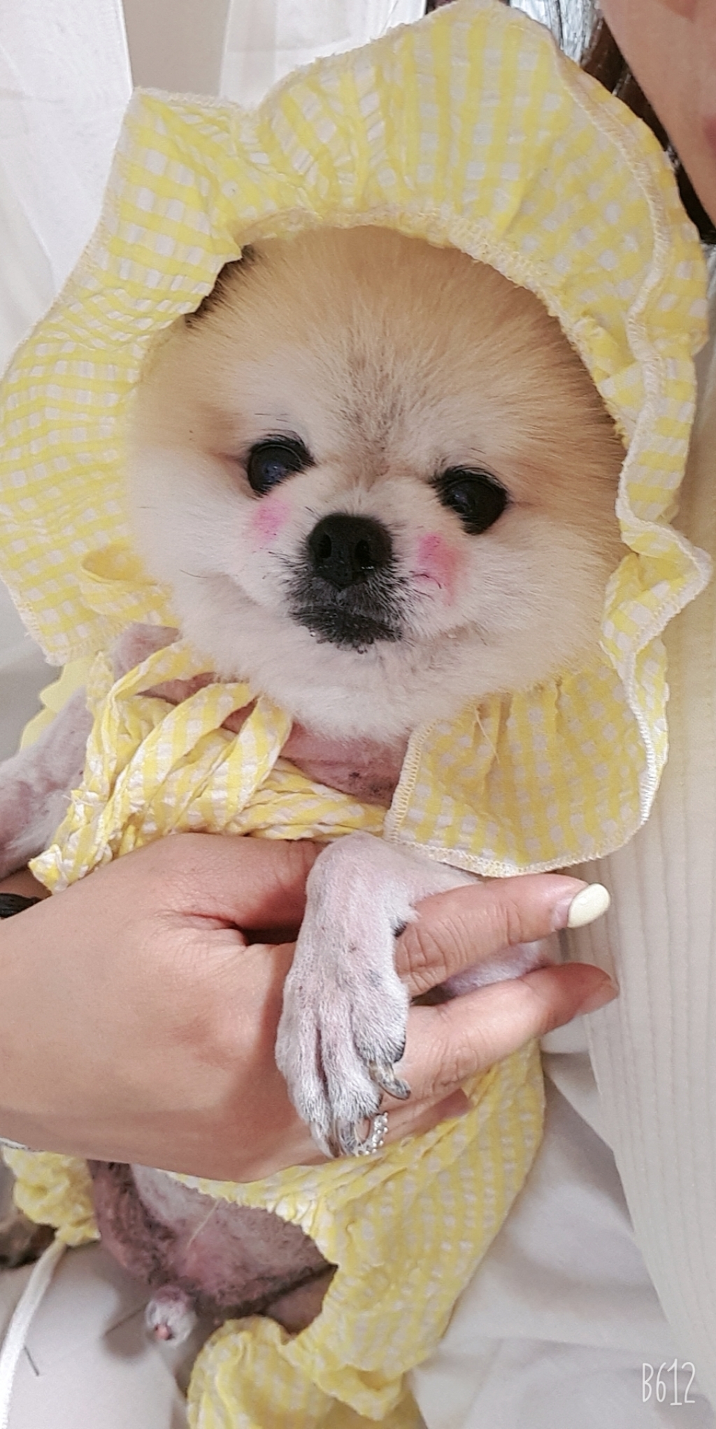 도그월드 강아지옷 체크 멜빵 박바지 올인원 모자 포함