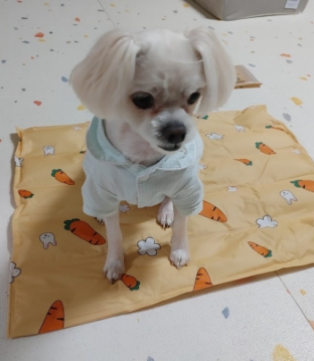미즈펫 반려동물 쿨매트