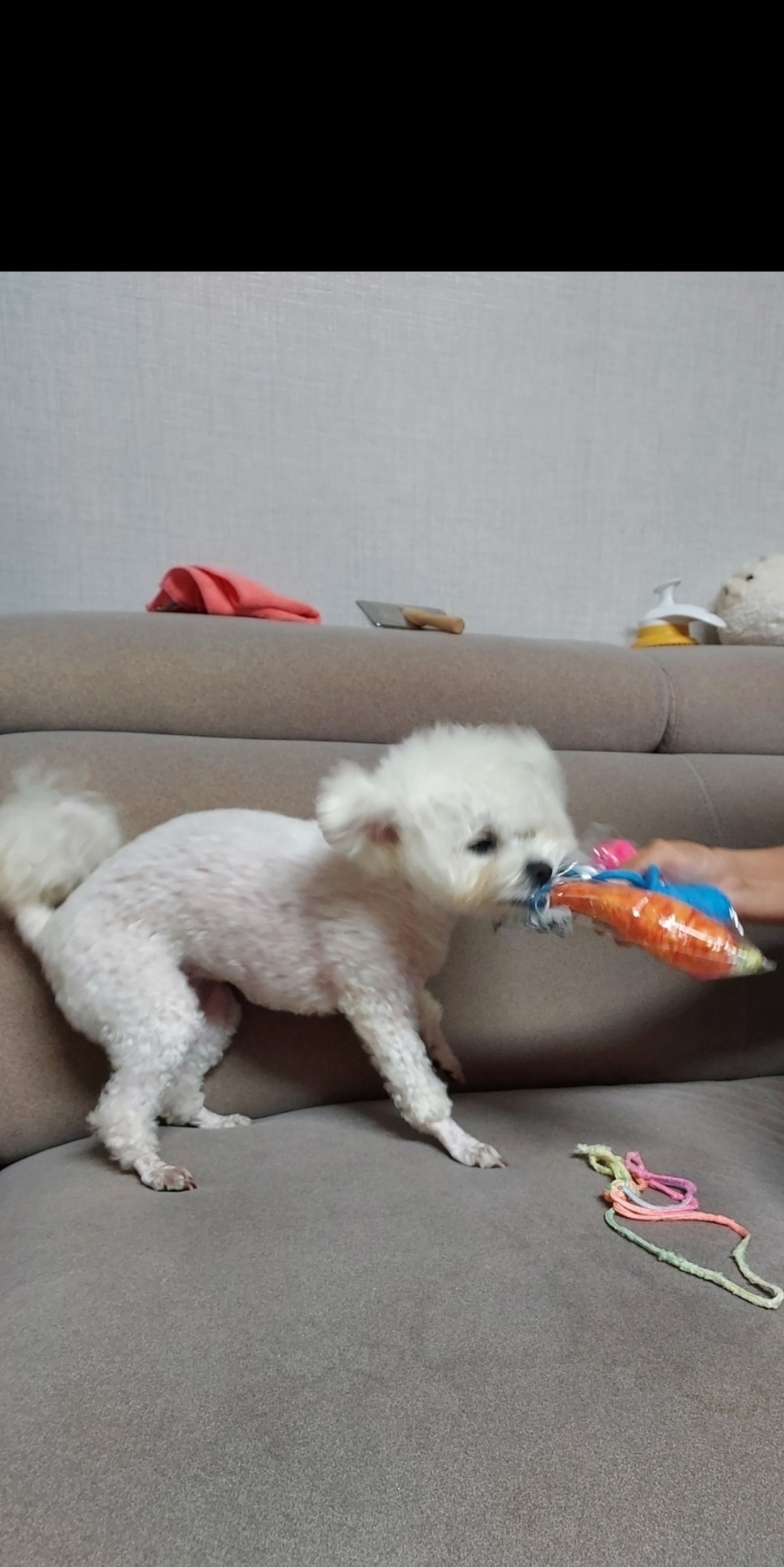 벨르펫 강아지 장난감 터그놀이 치발이 이갈이 인형 로프 쪽쪽이 노즈워크