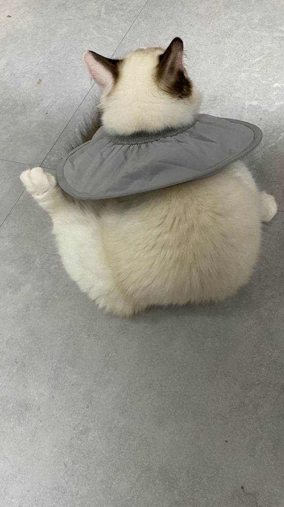 펫인뷰티 반려동물 제로 넥카라 그레이 S